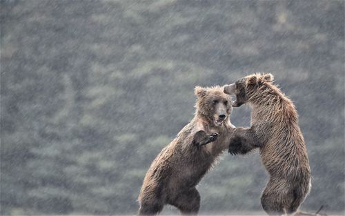 Brown bears fighting during rainfall