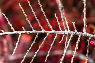 Full frame shot of red ropes