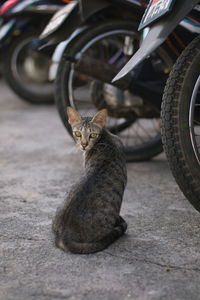 Portrait of a cat