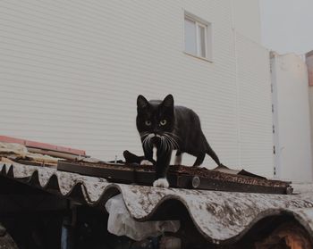 Cat sitting outside buildind in istambul 