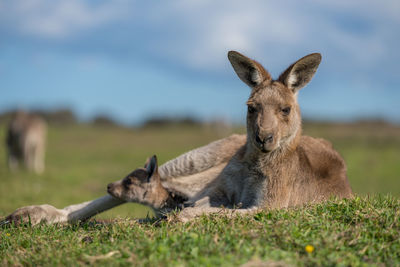 Portrait of kangaroo relaxing on field