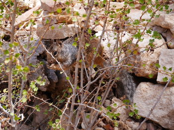 Close-up of lizard