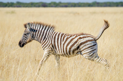 Close-up of zebra standing on grass