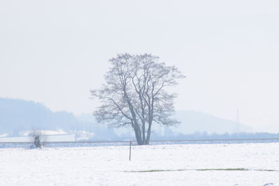 Bare trees on snow covered landscape against clear sky