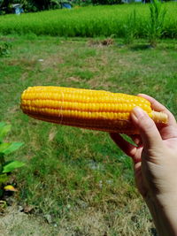 Cropped image of hand holding yellow grass