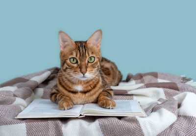 Open book and cute bengal cat on a plaid blanket