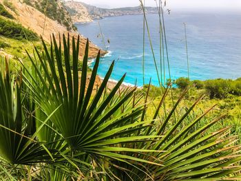 Palm tree by sea against sky