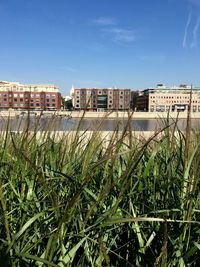 Plants growing in city against sky