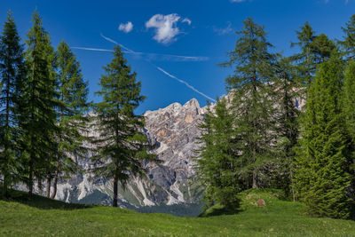 Trees on landscape against blue sky