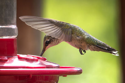 Close-up of bird perching on feeder