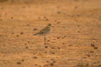 Bird on sand