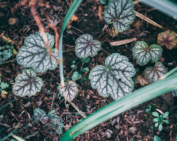 High angle view of plants