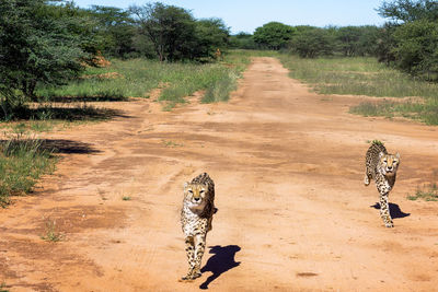 Run, cheetah, run