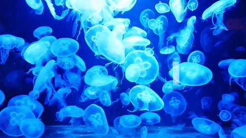 Close-up of jellyfish in sea