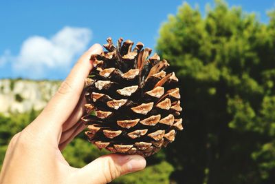 Cropped hand holding pinecone