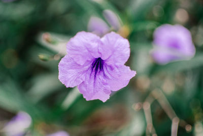 Close-up of pink flowering plant