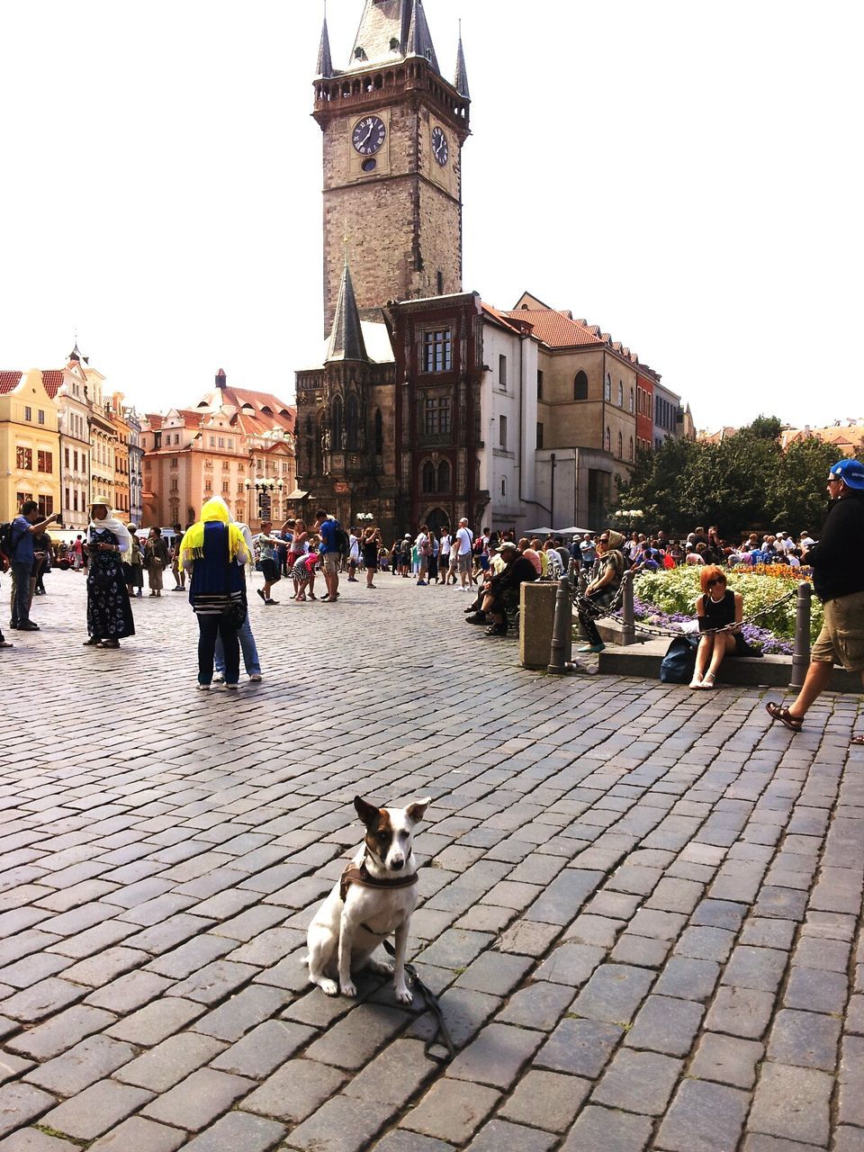 building exterior, architecture, built structure, animal themes, cobblestone, city, pets, one animal, men, person, domestic animals, street, walking, mammal, large group of people, sitting, city life, lifestyles, paving stone