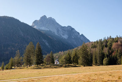 Scenic view of pine trees on field against sky and mountains