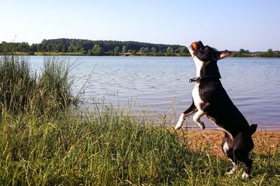 Dog in a lake