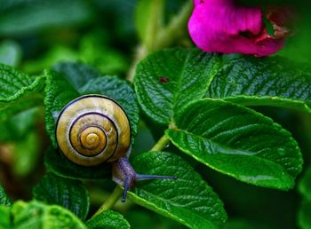 Close-up of snail on leaves