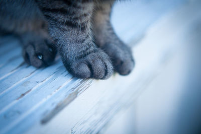 Low section of cat on railing