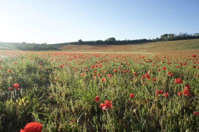 Poppy flowers blooming in field