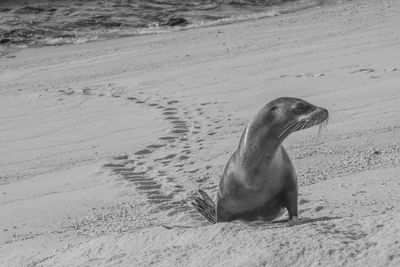 Young aquatic mammal on sand at beach