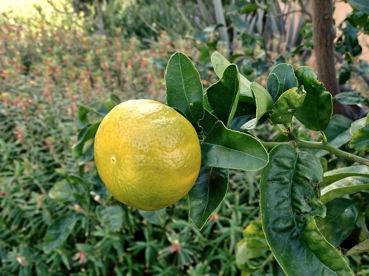 CLOSE-UP OF FRUIT ON PLANT