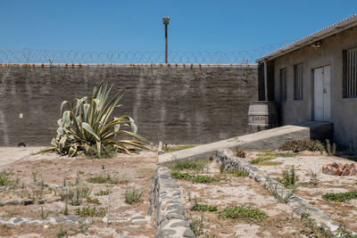 Plants growing on field by wall against clear sky