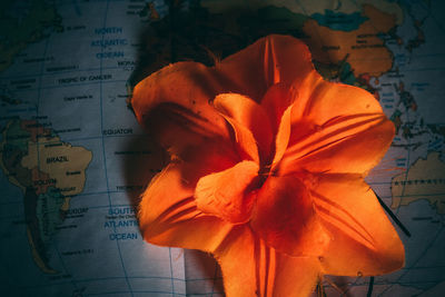 High angle view of orange flower on floor