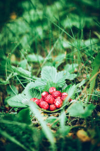 Red berries on plant in field