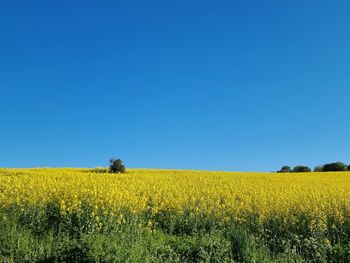 Scenic view of field against clear sky