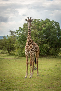 Young masai giraffe on savannah eyeing camera