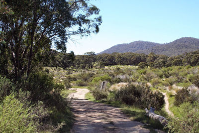 Footpath amidst trees against sky