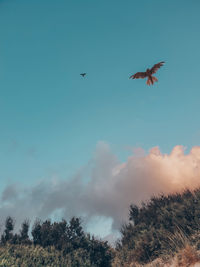 Low angle view of birds flying against sky