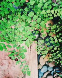 Close-up of ivy on tree