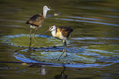 Ducks in a lake