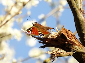 Close-up of bird perching on a branch