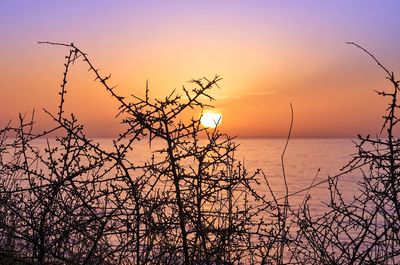 Bare tree by sea against sky during sunset