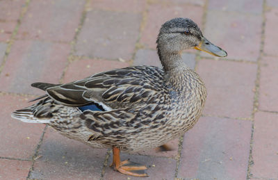 Close-up of duck perching on footpath
