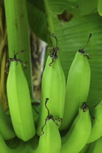 Close-up of fruits