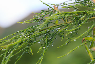 Thin green branches with drops of morning dew