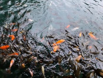 High angle view of koi carps swimming in lake