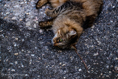 High angle view of cat