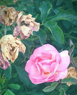 Close-up of pink rose