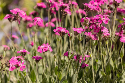 Close-up of pink flowering plants