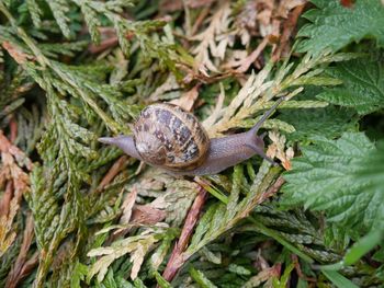 Close-up of snail on plant