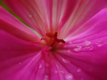 Full frame shot of pink flower