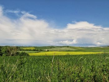 Scenic view of agricultural field against sky