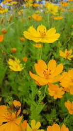 Close-up of insect on yellow flowering plant